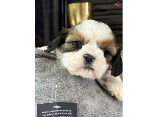 EN SEVİMLİ SHIH TZU YAVRULARI 