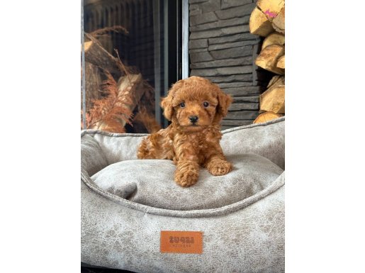 Red Brown Poodle Yavrularımız 