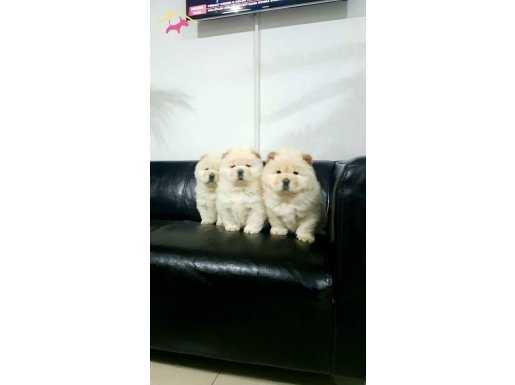 Aslan isteyenlere Chow Chow Yavruları Çiftlikten 