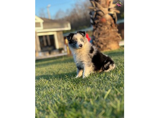 Enfes Blue Merle Border Collie Yavrulari 