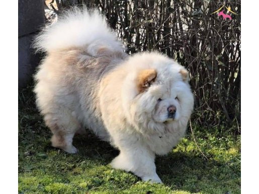 ASLAN PARÇASI CHOW CHOW YAVRULARI 