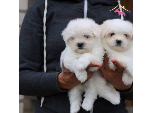 Enfes Guzellikte Maltese Terrier Yavrulari 