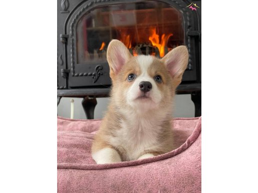 Birinci Sinif Welsh Corgi Yavruları 