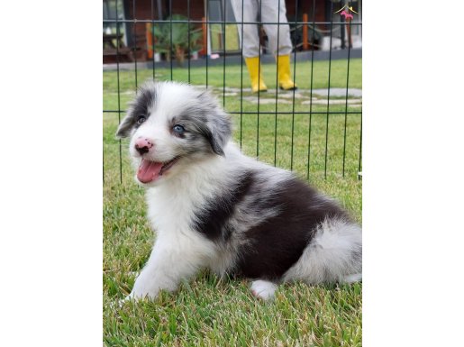 Safkan Ust Kalite Border Colli Blue Merle 