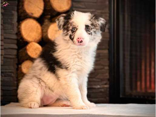 Kalitenin Adresiden Blue Merle Border Collie Yavruları 