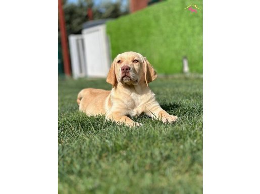 Baby Face Golden Retriever Yavruları 