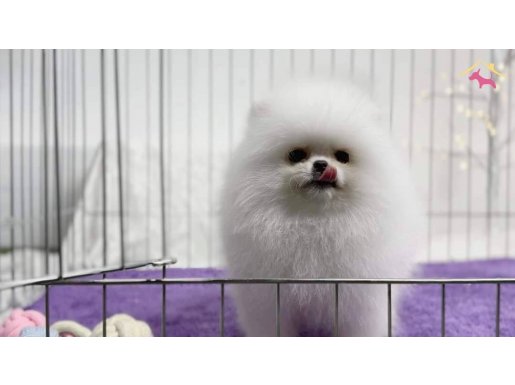 Türkiye nin en güzel pomeranian yavruları 