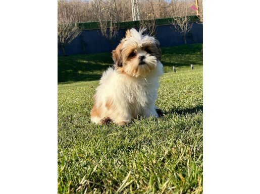 Enfes Shihtzu Bebeklerimiz 