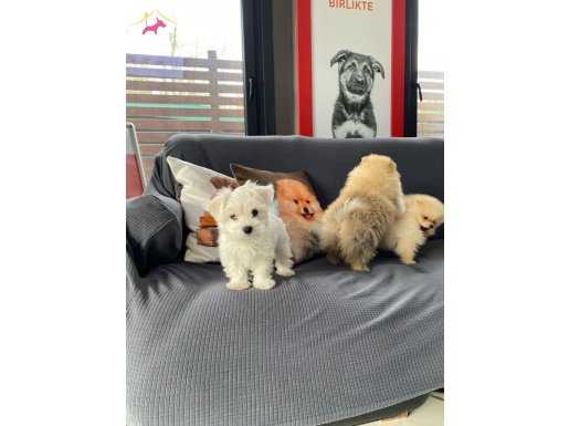 Tea Cup Maltese Terrier Yavruları İstanbul 