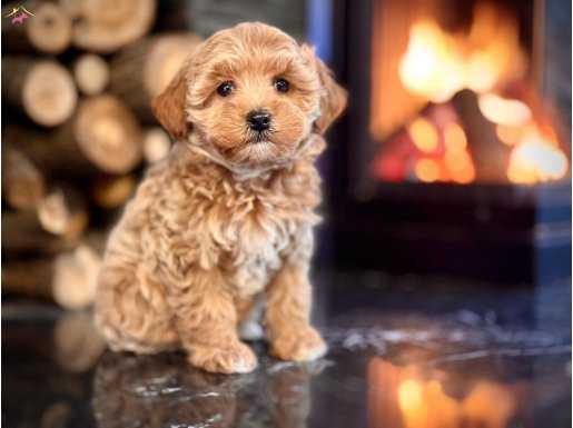 Show Kalite Orj Toy Poodle Bebeklerimiz 