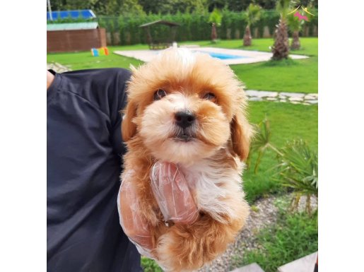 Sevimli Maltipoo Yavruları Muhteşem Kalitede 