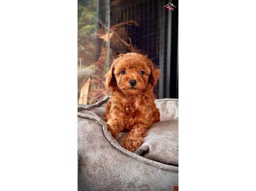 Birinci Sinif Üst Kalite Toy Poodle Bebeklerimiz 