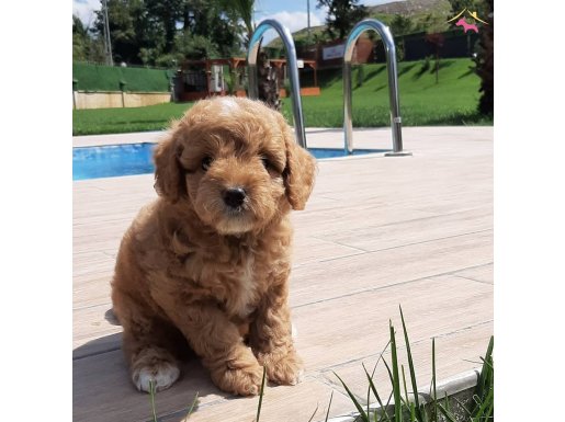 Safkan Red Poodle Bebeklerimiz 