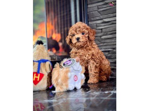 FCI FEDERASYON KAYITLI RED BROWN POODLE BEBEKLERİMİZ