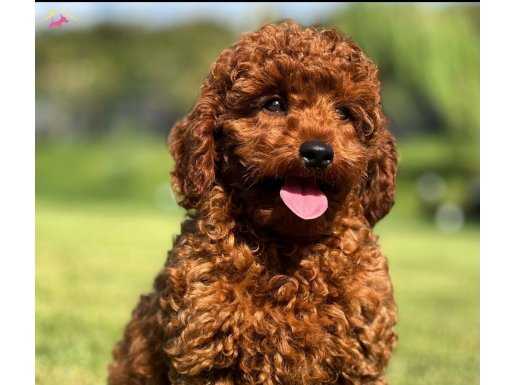 MUHTEŞEM BİR POODLE İSTEYENLERE EN DOĞRU ADRES