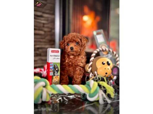 POODLE’da EN UFAK BOY İSTEYENLERE RED-BROWN BEBEKLERİMİZ