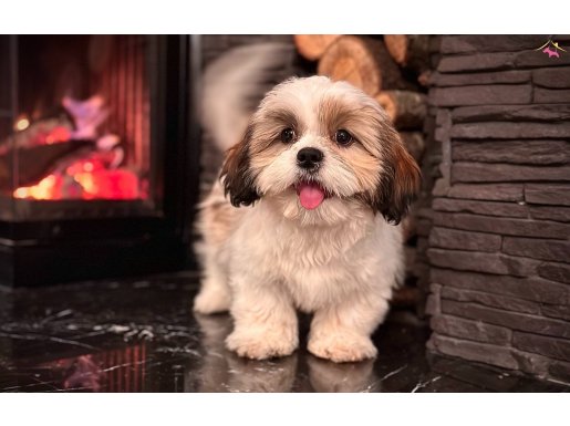 İSTANBUL’da HARİKA SHIH-TZU BEBEKLERİMİZ
