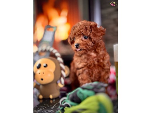 BİZİ ARAMADAN KARAR VERMEYİN. TOY POODLE BEBEKLERİMİZ