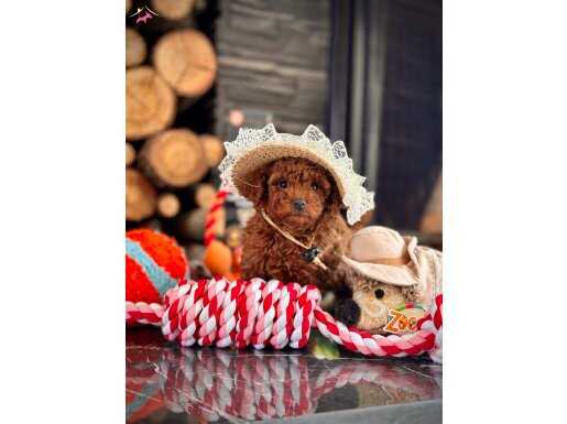 Tatil Modu Online :) Toy Poodle Bebeklerimiz