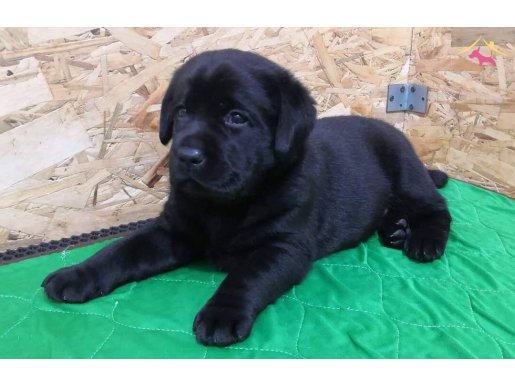Turkiyenin en özel köpek çiftliğinden LABRADOR RETRIEVER 