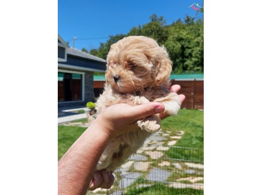 EN SEVIMLI MALTİPOO YAVRULARI SİZLERE BEKLİYOR 
