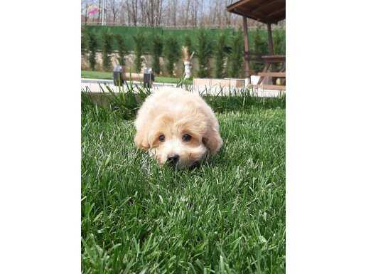 MALTİPOO BEBEKLERİ YENİ YUVALARINA GİTMEYE HAZIR 