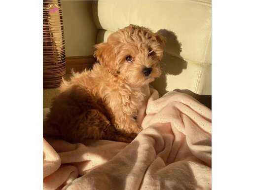 Maltipoo Yavruları sağlıklı ve ırk garantili 