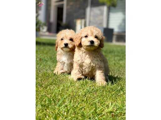 Yok Böylesı Maltipoo Yavruları 