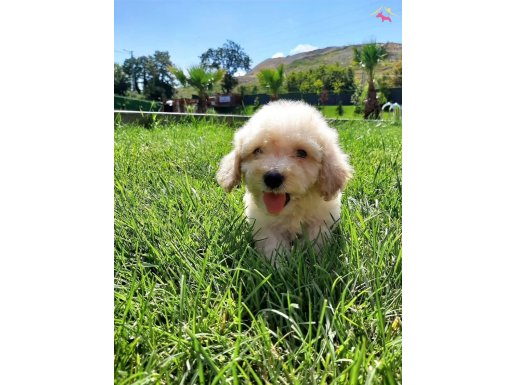 EN SEVİMLİ MALTİPOO BEBEKLERİ SİZLERİ BEKLİYOR 
