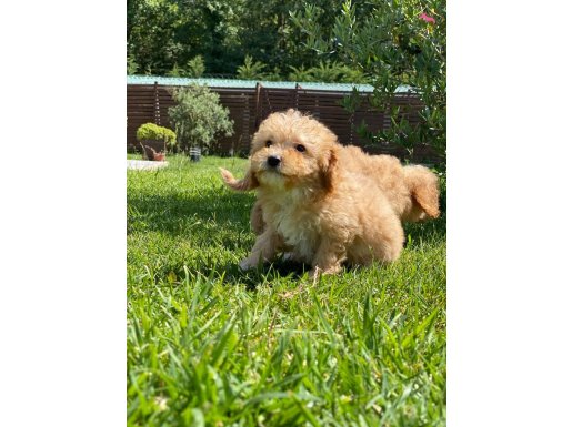 Dünya tatlısı %100 ORJİNAL MALTİPOO yavruları