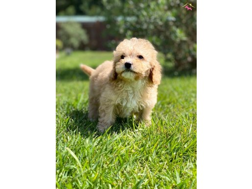SAĞLIK VE IRK GARANTİLİ MALTİPOO YAVRULARİ 