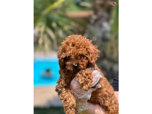 Türkiyenin en özel red brown toy poodle yavrulari 