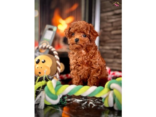 Tea Cup Red Brown Toy Poodle Yavruları 