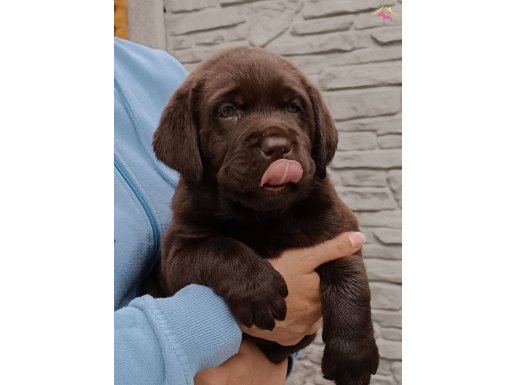 KÖPEK EĞİTİM MERKEZİNDE LABRADOR YAVRULARI 