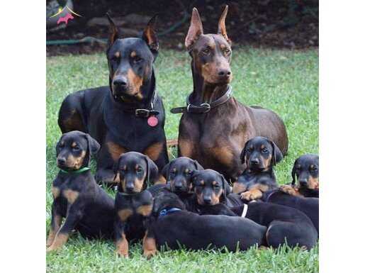 A SECERELİ EFSANE DOBERMAN YAVRULARI 