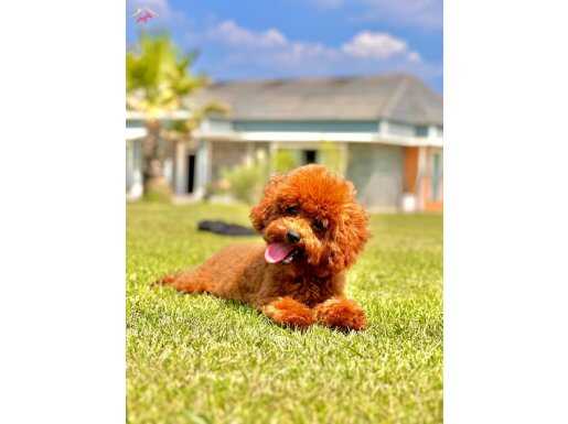 TEA CUP RED BROWN TOY POODLE YAVRULARI 