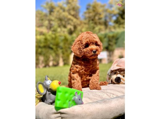 RED BROWN TOY POODLE YAVRULARI