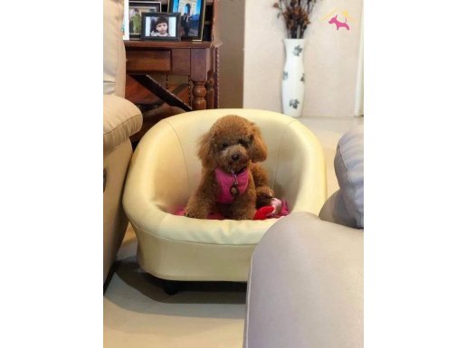 Türkiyenin En Profesyona Ruhsatlı Çiftliğinden POODLE YAVRU