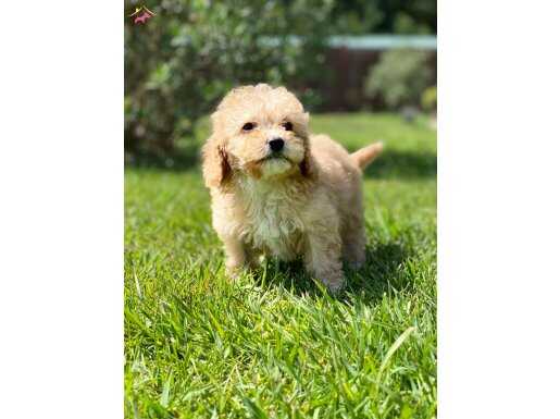 %% MALTİPOO YAVRULARİ SİZLERİ BEKLİYOR 
