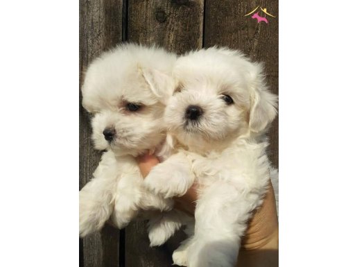 MINI BOY MALTESE TERRIER YAVRULARI 
