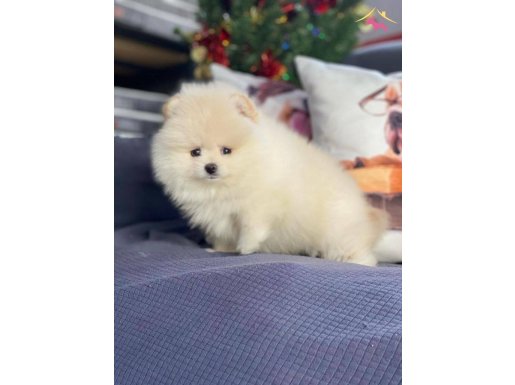 EN SEVİMLİ POMERANİAN BOO YAVRULARI 