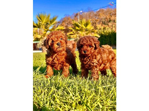 EŞSİZ BİR DENEYİM İÇİN RUHSATLİ ÇİFLİĞİNDEN POODLE YAVRULARI