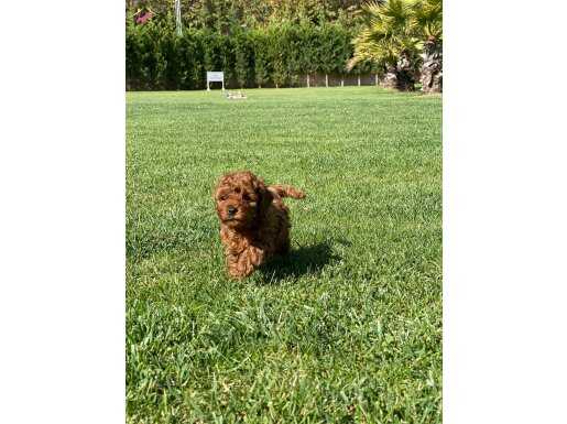 TÜRKİYENİN EN ÖZEL POODLE YAVRULARI SİZLERİ BEKLİYOR 