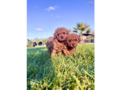 POODLE ÇİFLİĞİNDEN BİR BİRİNDEN GÜZEL YAVRULAR 
