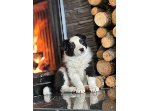 RUHSATLİ ÇİFLİKDEN EŞSİZ BİR DENEYİM border collie yavrula
