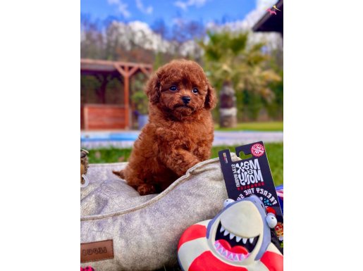 RUHSATLİ ÇİFLİKTEN EŞSİZ BİR DENEYİM red brown toy poodle 