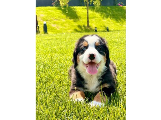 RUHSATLİ ÇİFLİKTEN BERNESE MOUNTAİN DOG YAVRULARI İSTANBUL 