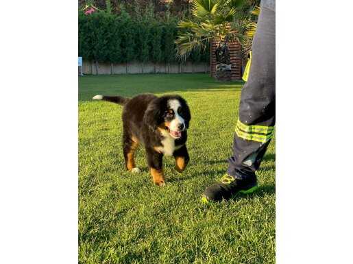 BERNESE MOUNTAİN DOG YAVRULARI 