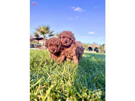 SECERELİ TOY POODLE YAVRULARI SİZLERİ BEKLİYOR 