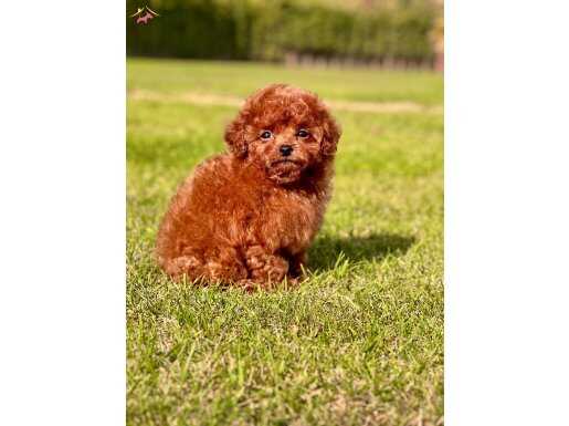 TÜRKİYENİN EN ÖZEL POODLE YAVRULARI SİZLERİ BEKLİYOR 